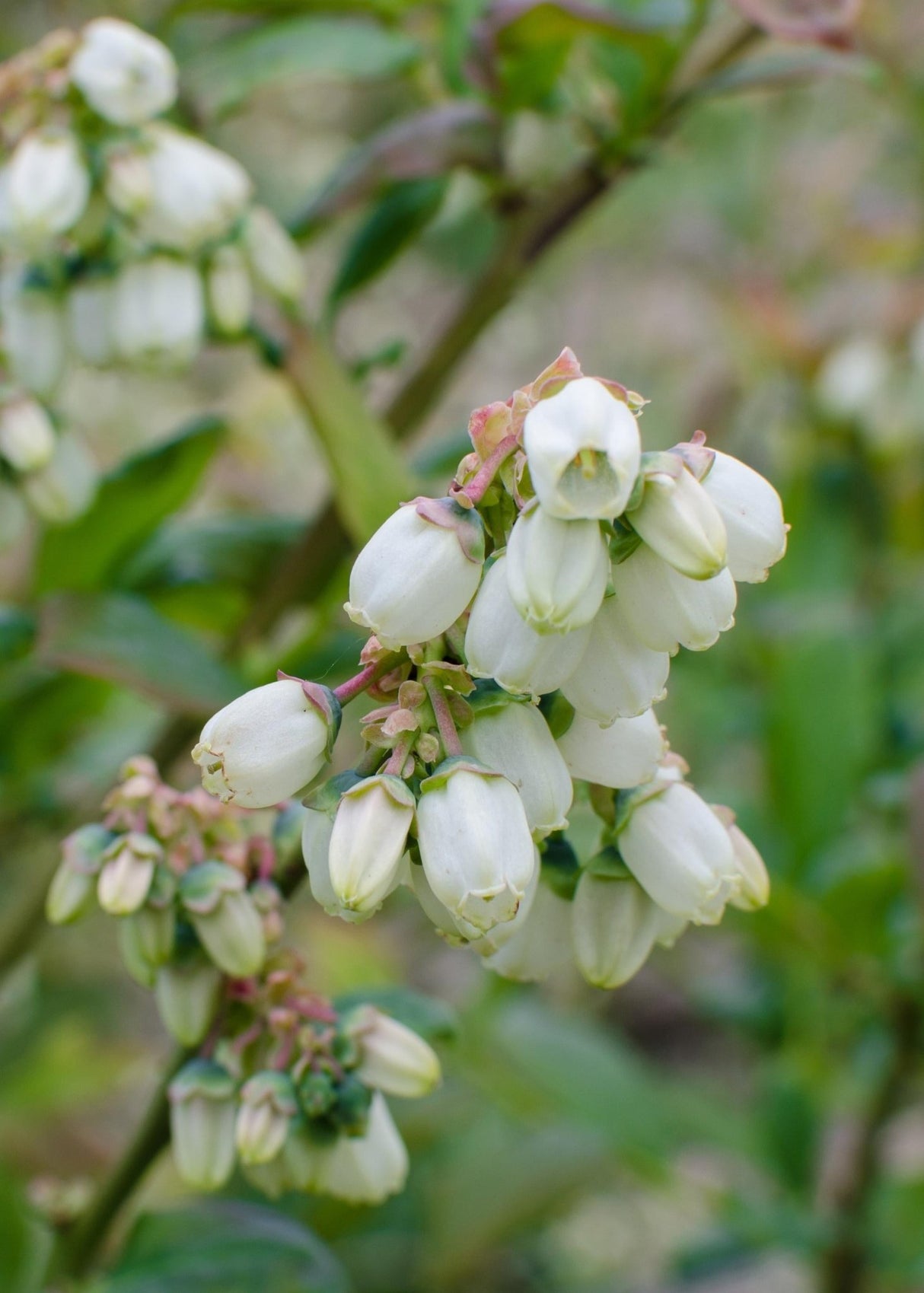 Livraison plante Vaccinium corymbosum 'Brigitta Blue'