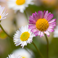 Margarida-de-Parede de Karvinski (Erigeron karvinskianus) 'Erigeron karvinskianus'