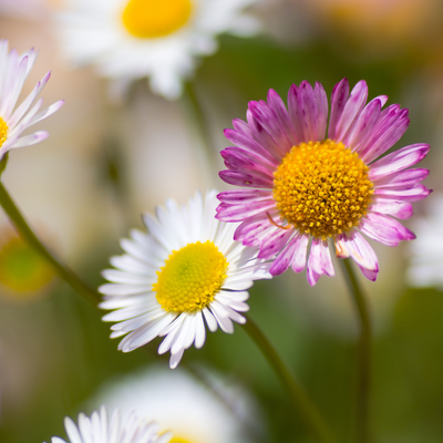 Margarida-de-Parede de Karvinski (Erigeron karvinskianus) 'Erigeron karvinskianus'