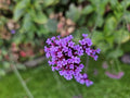 Vervena de Buenos Aires (Verbena bonariensis) ''