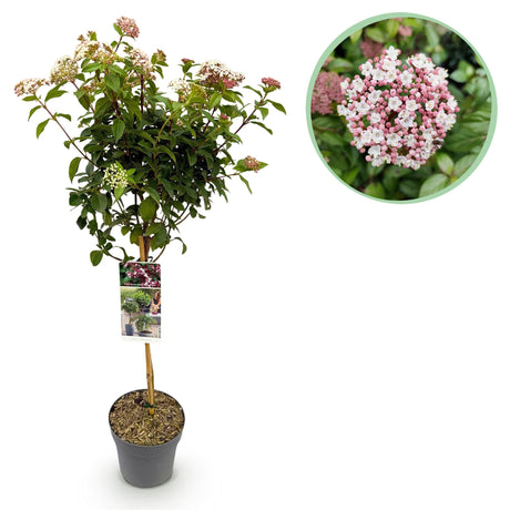 Livraison plante Viburnum tinus Eve Price – Pot 19 cm – Hauteur 90 cm