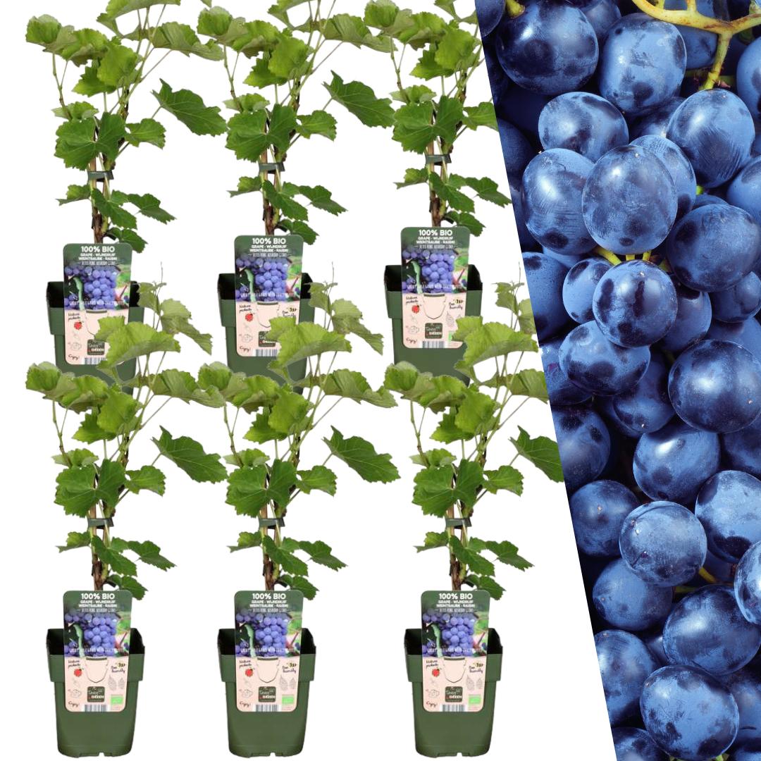 Livraison plante Vigne de raison bio x 6