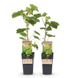 Livraison plante Vigne Himrod – Lot de 2 – Pot 15 cm – Hauteur 50 cm