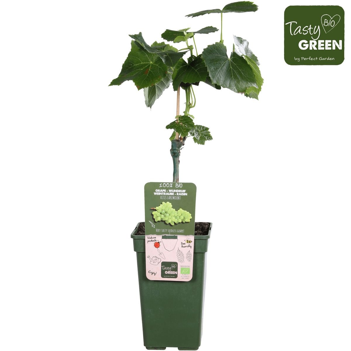 Livraison plante Vigne raisin sans pepin 'Lakemount' - ↨50cm - Ø19 - arbuste fruitier