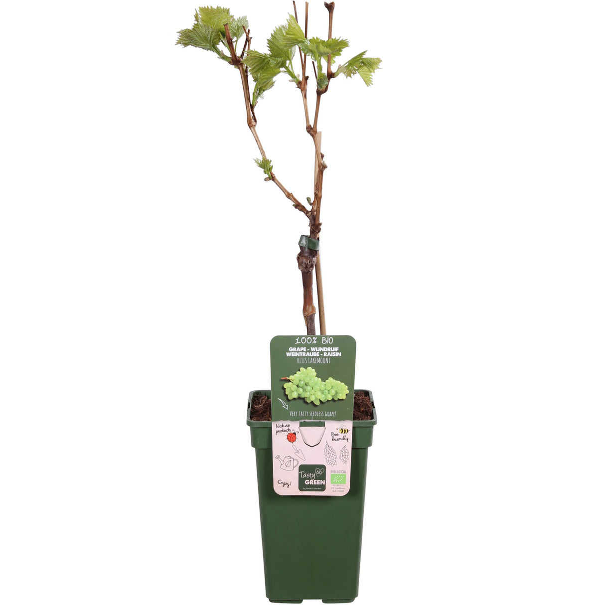 Livraison plante Vigne raisin sans pepin 'Lakemount' - ↨50cm - Ø19 - arbuste fruitier