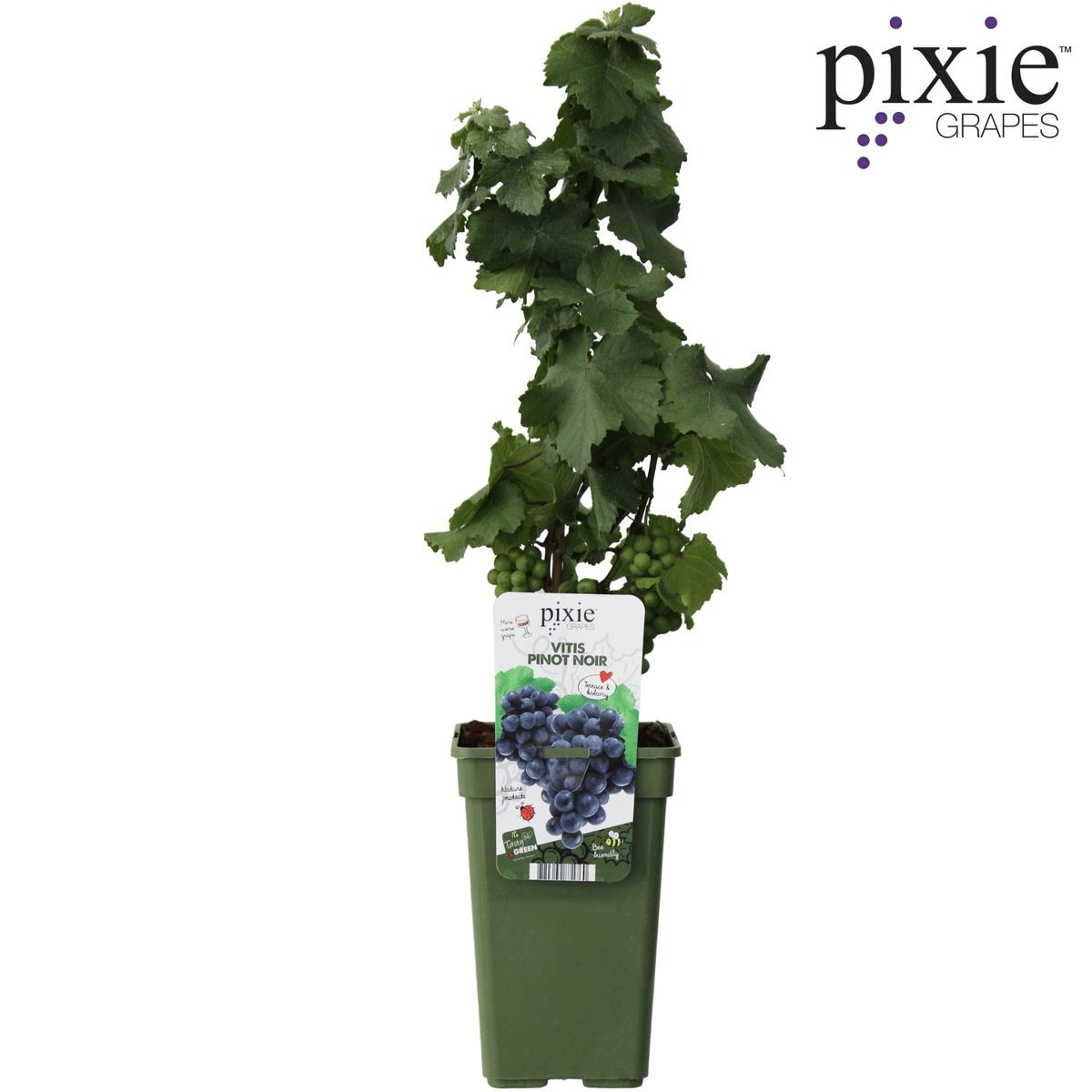 Livraison plante Vigne'Pinot Noir' - ↨65cm - Ø19 - arbuste fruitier