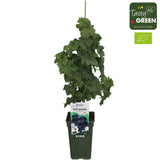 Livraison plante Vigne'Pinot Noir' - ↨65cm - Ø19 - arbuste fruitier