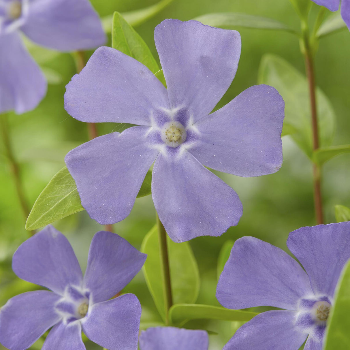 Livraison plante Vinca minor - 12x h25cm d9cm