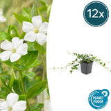 Livraison plante Vinca minor 'Alba' - 12x h25cm d9cm