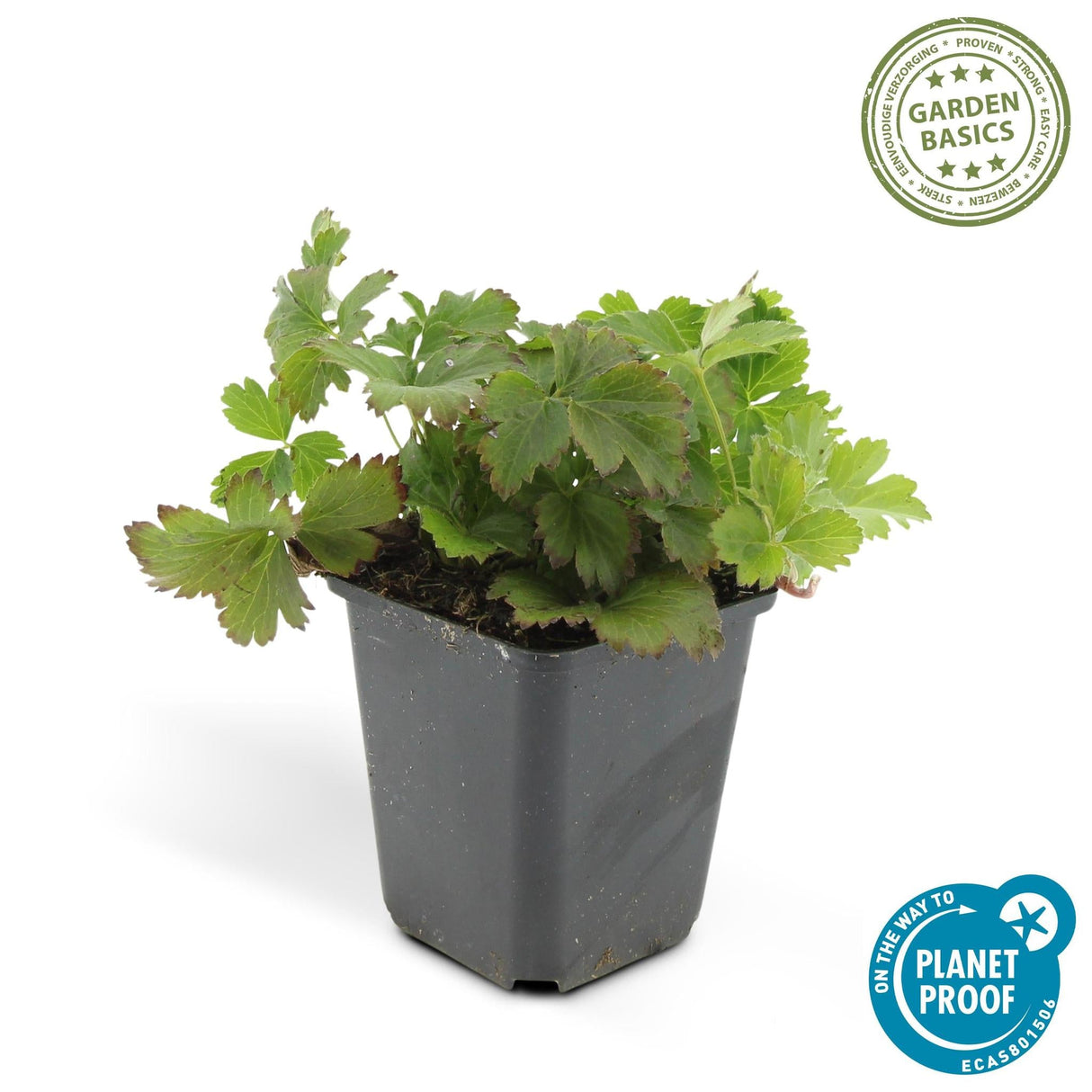 Livraison plante Waldsteinia ternata - Fraise stérile 40xh20cm d9cm