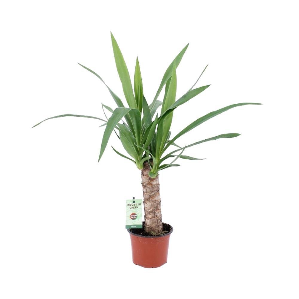 Livraison plante Yucca Elephantipes