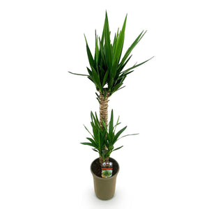Livraison plante Yucca elephantipes d19 cm H120 cm