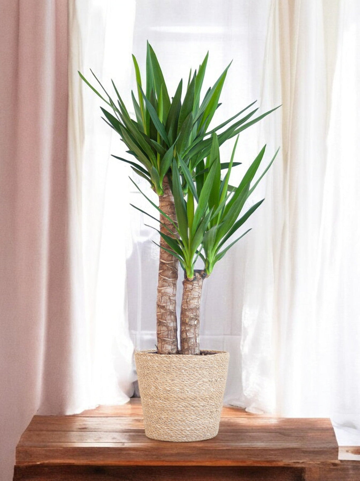 Livraison plante Yucca Elephantipes et son pot