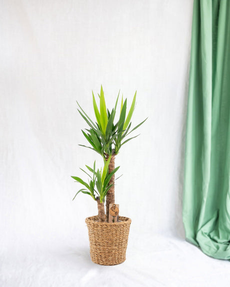 Livraison plante Yucca et son pot