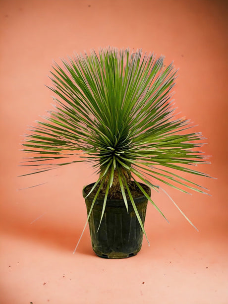 Livraison plante Yucca Rostrata