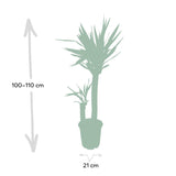 Livraison plante Yucca XL h100.0cm