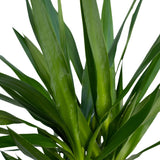 Livraison plante Yucca XL h100.0cm