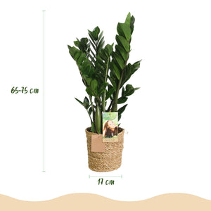 Livraison plante Zamioculcas et panier H70 cm