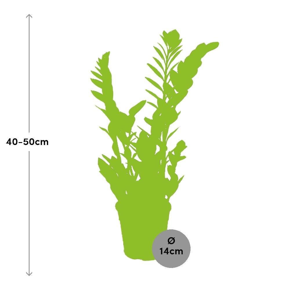 Livraison plante Zamioculcas Zamiifolia