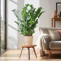 Zamioculcas Zamiifolia e seu vaso