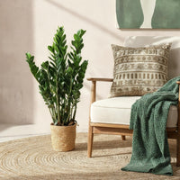 Zamioculcas ZZ e cesto