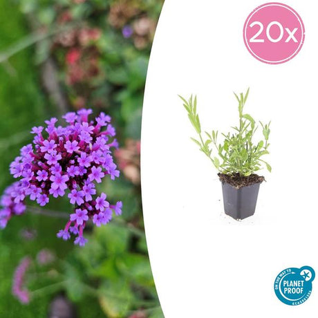 Verveine De Buenos Aires (Verbena bonariensis) '' - vue 9