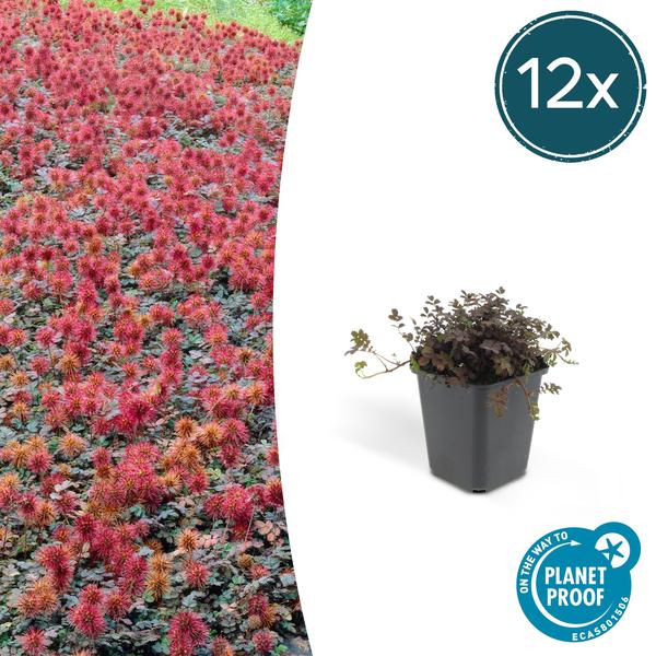 Acaena Microphylla (Acaena microphylla) 'Kupferteppich' - vue 13