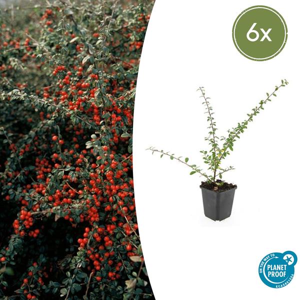 Cotonéaster De Dammer (Cotoneaster x suecicus) 'Coral Beauty' - vue 13