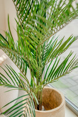 Areca - Palmeira artificial