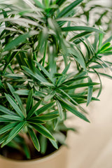 Podocarpus - planta verde artificial