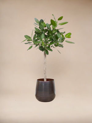 Ficus Audrey Benghalensis - vue 3