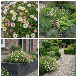 Pack Façade Plein Soleil Blanc & Jaune & Violet - 18 plantes — photo 8