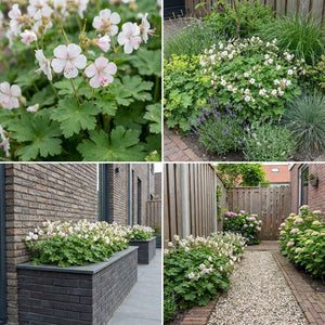 Pack Façade Plein Soleil Rose & Blanc - 18 plantes — photo 8