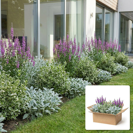 Pack jardin - composition prête à planter