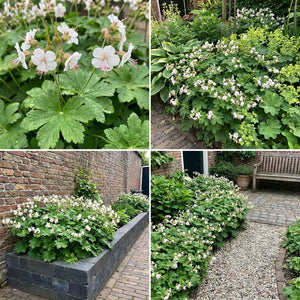 Pack Massif Plein Soleil Rose & Blanc & Violet - 30 plantes — photo 7