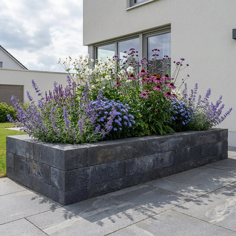 Pack Massif Plein Soleil Rose & Violet (Cataire) - 30 plantes — photo 2