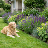 Pack Massif Soleil & Mi-Ombre Rose & Blanc & Jaune - 30 plantes — photo 4
