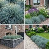 Pack Massif Soleil & Mi-Ombre Rose & Blanc & Jaune - 30 plantes — photo 6