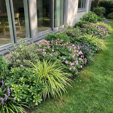 Pack Massif Soleil & Mi-Ombre Rose & Blanc (Pachysandre Du Japon) - 30 plantes #2 — photo 2