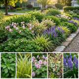 Pack Massif Soleil & Mi-Ombre Rose & Blanc (Pachysandre Du Japon) - 30 plantes #2 — photo 3
