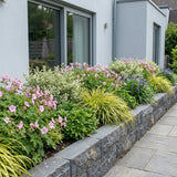 Pack Massif Soleil & Mi-Ombre Rose & Blanc (Pachysandre Du Japon) - 30 plantes #2 — photo 5