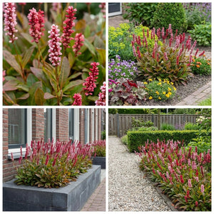 Pack Massif Soleil & Mi-Ombre Rose & Jaune - 30 plantes — photo 9