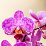 Orchidées surprise en mélange - 2 Phalaenopsis différentes - H 35 cm, pot Ø9 cm