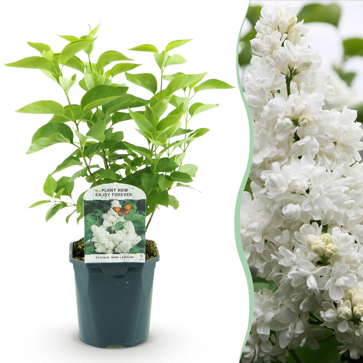 Green boutiQ - Planta de Jardim - Syringa vulgaris Mme Lemoine - Lilás Comum - Resistente ao Inverno - Branco - 1 Planta - Vaso 17cm - Altura 45cm