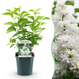 Green boutiQ - Planta de Jardim - Syringa vulgaris Mme Lemoine - Lilás Comum - Resistente ao Inverno - Branco - 1 Planta - Vaso 17cm - Altura 45cm