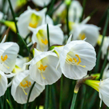 Narcisse à jupon White Petticoat - 160 bulbes