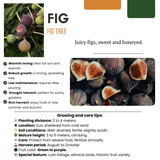 Figuiers bio - Ficus carica - H 20 cm, pot Ø13 cm - photo 2