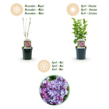 La Green Touch - Planta de Jardim - Syringa vulgaris Michel Buchner - Lilás Comum - Resistente ao Inverno - Rosa - 1 Planta - Vaso 17cm - Altura 45cm