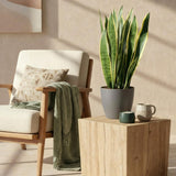 Sansevieria Laurentii – Langue de belle-mère | Grande taille, Pot 21 cm