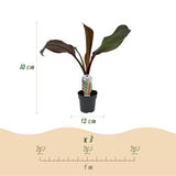 Bananier d'Abyssinie rouge Maurelii - Ensete ventricosum - 4 plants - H 30 cm, pot Ø12 cm